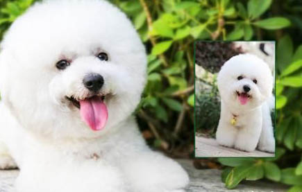 如何解決幼犬尿液