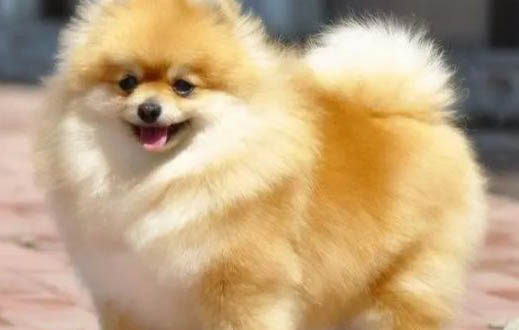 博美犬總是喘咳的原因及處理方法