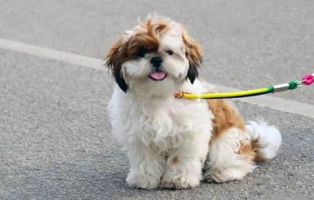 西施犬嘔吐是什么原因不吃東西