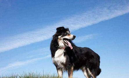 邊境牧羊犬一般多少錢一只