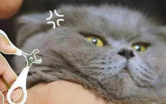 怎樣快速讓貓咪信任主人方法