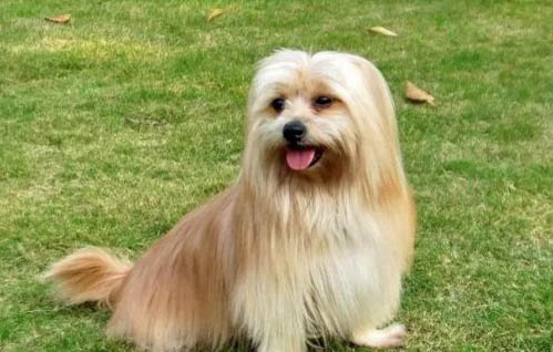 西施犬脾臟大的原因及處理方法