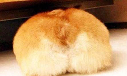 柯基和柴犬哪個貴