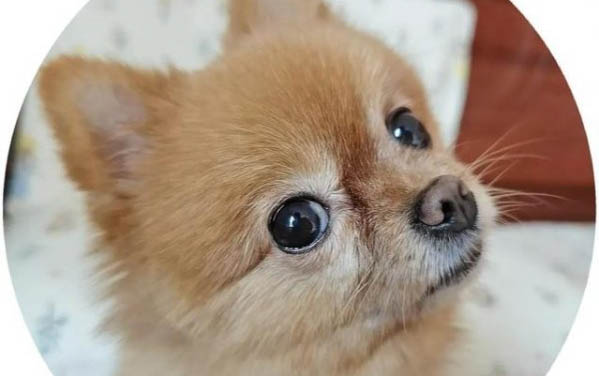 一個月的小狗感冒了怎么辦吃什么藥