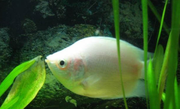 怎么讓魚缸長綠苔