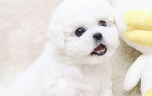 狗狗對(duì)主人呲牙了怎么辦