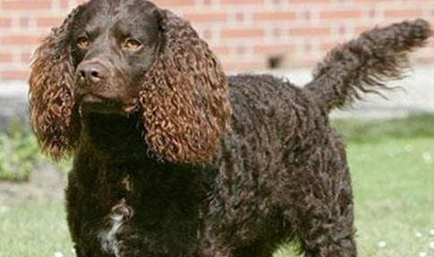 美國水獵犬優缺點