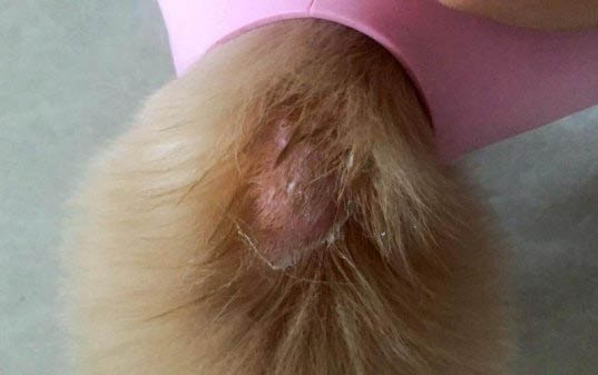 怎樣教狗狗去廁所大小便？