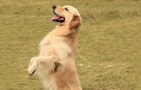金毛犬多久能長大