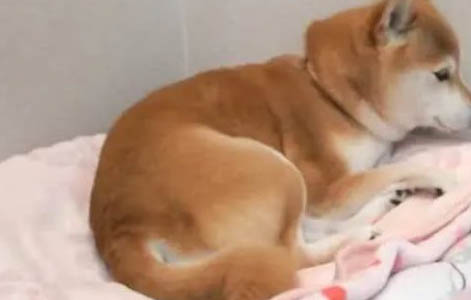 日本豆柴犬價(jià)格一般多少錢(qián)