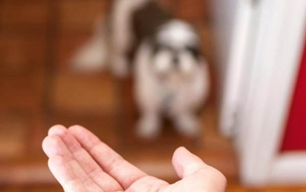犬打人后會不會記仇
