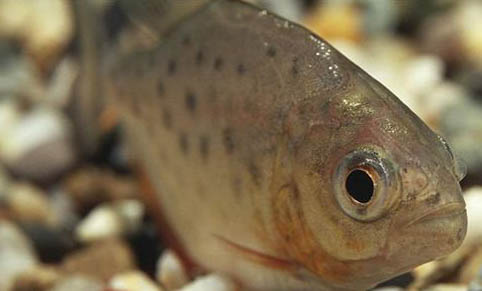 慈鯛魚能和哪些魚混養(yǎng)