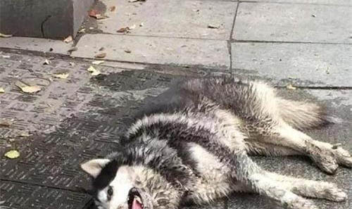 狗狗狗糧哪個牌子好？