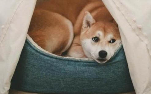 狗狗吃巧克力中毒癥狀