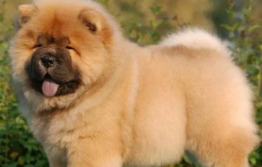 松獅犬吐清水的原因及處理方法