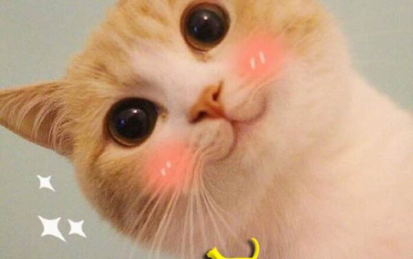 生小貓的注意事項