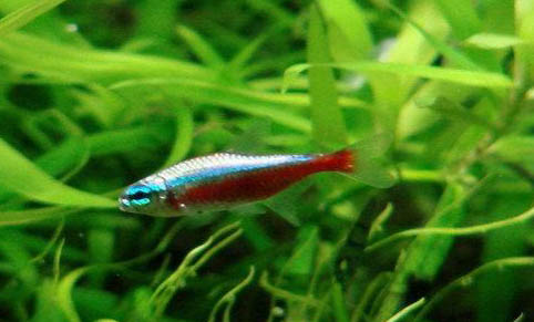 養(yǎng)六角龍魚注意事項