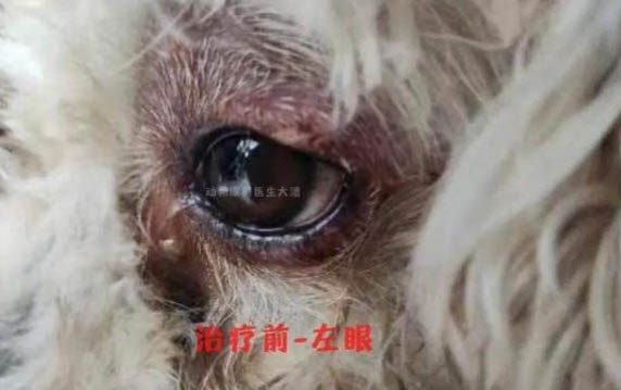 狗狗一直轉(zhuǎn)圈走個(gè)不停是什么行為