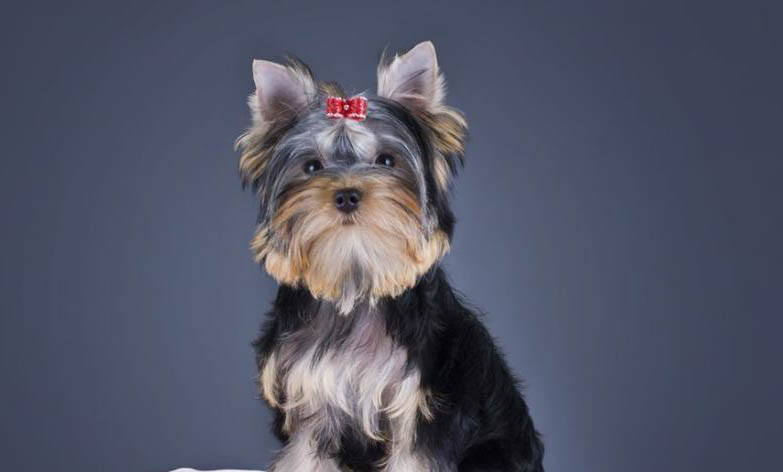 十種最好養的小型犬