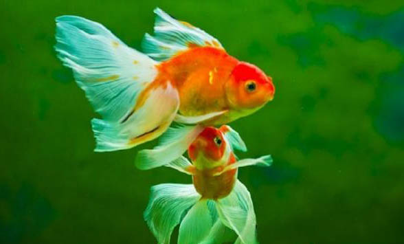 金魚吃什么食物多久喂一次