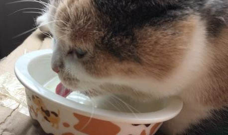 貓生氣了原因
