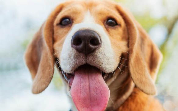 狗狗得犬瘟熱大概多久能痊愈