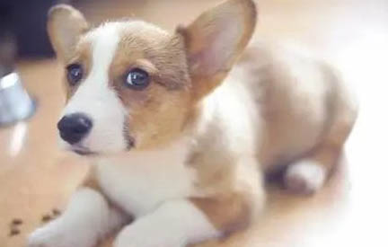 純種柯基犬多少錢一只