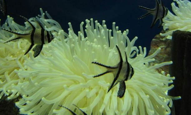 有水霉病魚缸需要全換水嗎