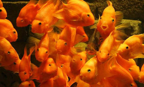 魚缸換水時要注意溫度變化