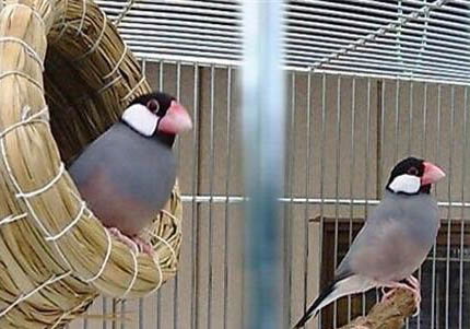 文鳥認主人嗎？