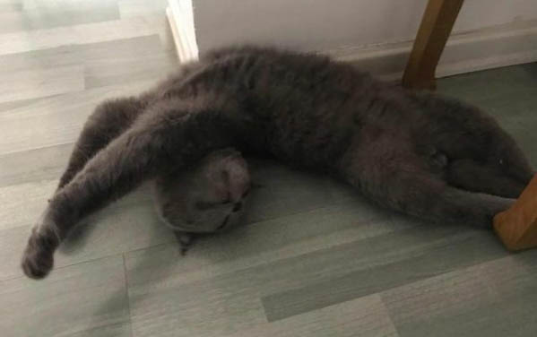 小貓不吃東西還嘔吐怎么辦?
