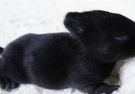 哈瓦那犬真菌感染的原因及處理方法