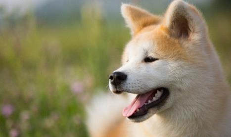 秋田犬和柴犬幼犬哪個好