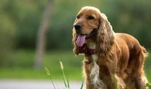 美國可卡犬多少錢一只？