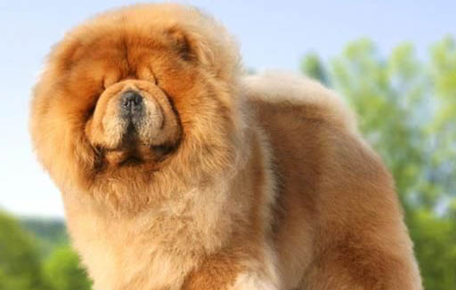 松獅犬子宮蓄膿能活多久
