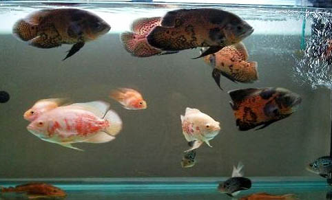 銀龍魚怎么喂養技巧?怎么喂最好?