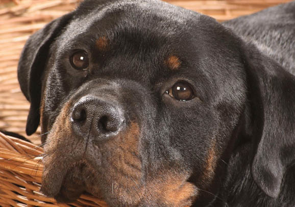 羅威納犬喜歡主人的表現(xiàn)