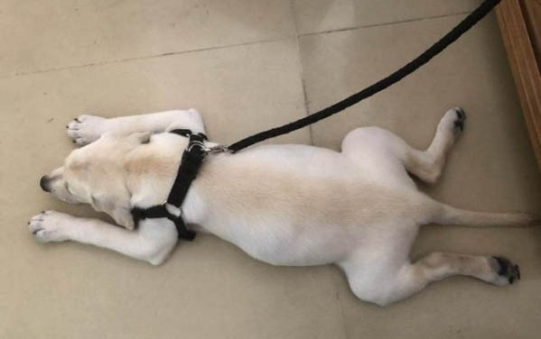 狗生死胎的四種原因及處理方法