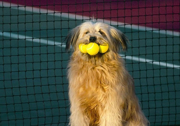 伊比贊獵犬頻繁嘔吐怎么回事