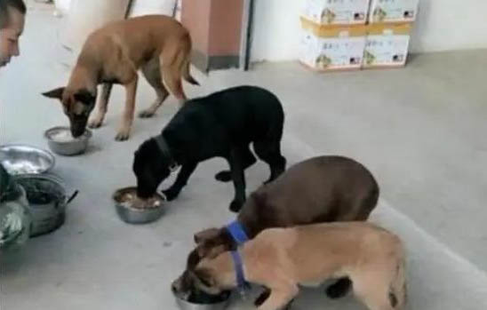 馬犬幾個月是危險期?