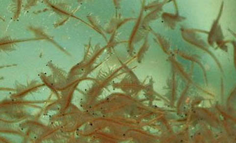 孔雀魚一次生多少小魚啊