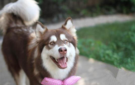 金毛70斤成犬一天吃多少狗糧呢