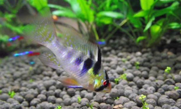 印尼虎魚多久能長大