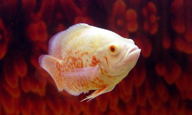 地圖魚和什么魚混養(yǎng)最好?