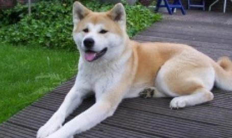 秋田犬為什么會(huì)被禁養(yǎng)？