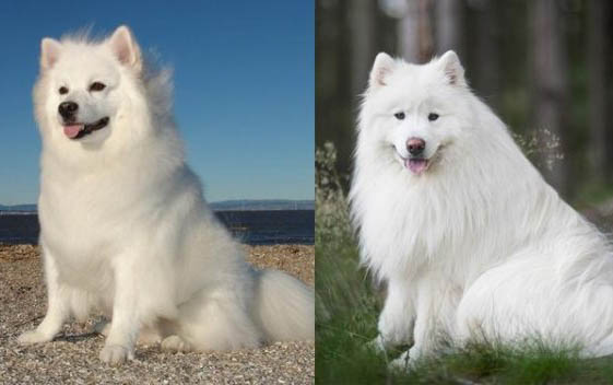 比格犬和柯基犬哪個好