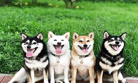 養殖土狗的注意事項