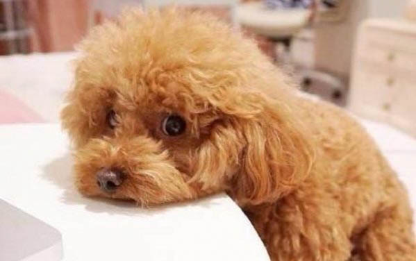 狗的腳指甲應該剪到哪里