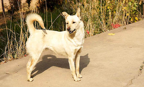 中華田園犬和柴犬區(qū)別