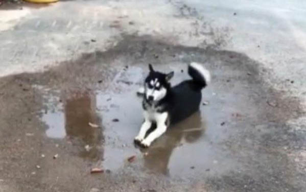 狗狗常見的皮膚病有哪些種類